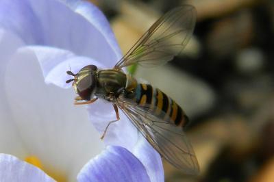 <i>Episyrphus balteatus</i>