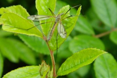 <i>Tipula oleracea</i>