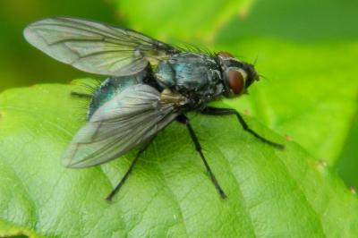<i>Calliphora vomitoria</i>