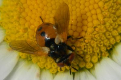 <i>Gymnosoma rotundatum</i>