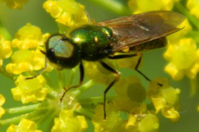 <i>Chloromyia formosa</i>