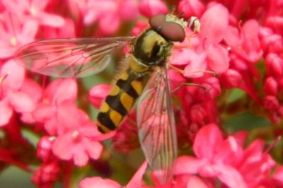 <i>Meliscaeva auricollis</i>