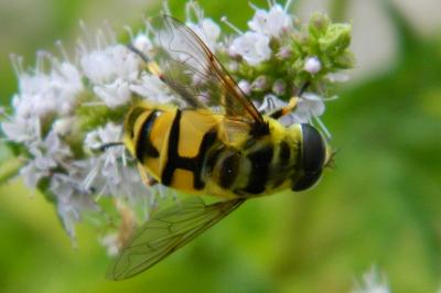 <i>Myathropa florea</i>