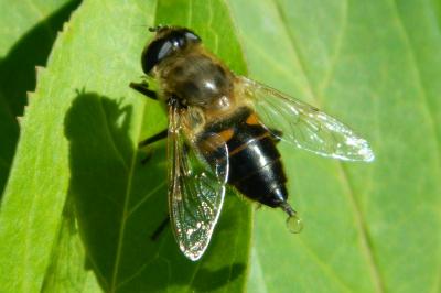 <i>Eristalis pertinax</i>