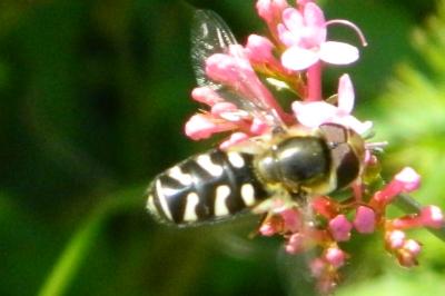 <i>Scaeva pyrastri</i>