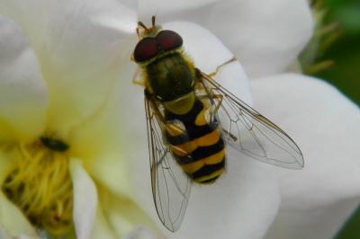 <i>Syrphus ribesii</i>