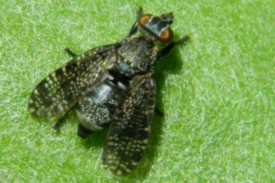 <i>Platystoma seminationis</i>