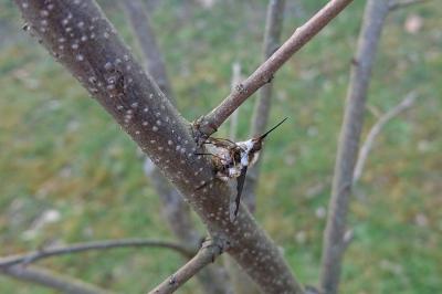 <i>Bombylius major</i>