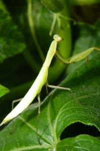 <i>Mantis religiosa</i>