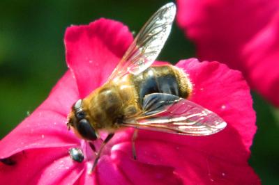 <i>Eristalis pertinax</i>