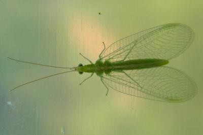 <i>Chrysoperla</i>