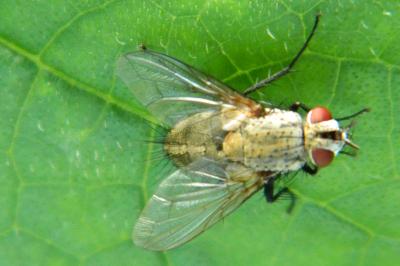 <i>Helina impuncta</i>