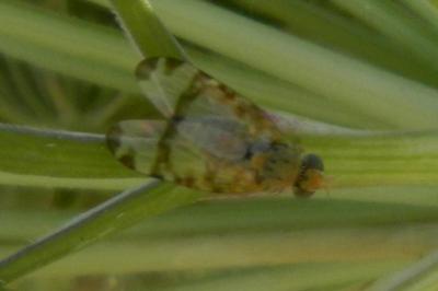 <i>Sphenella marginata</i>