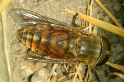 <i>Tabanus bovinus</i>
