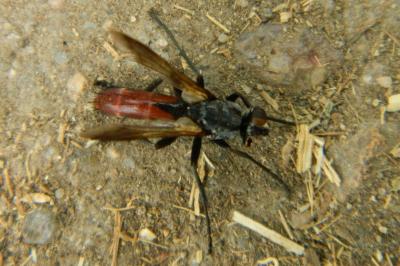 <i>Cylindromyia bicolor</i>