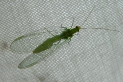 <i>Chrysoperla</i>