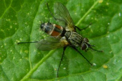<i>Eriothrix rufomaculata</i>