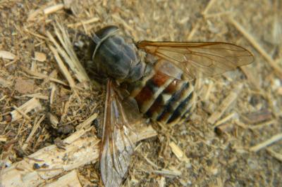 <i>Tabanus bovinus</i>