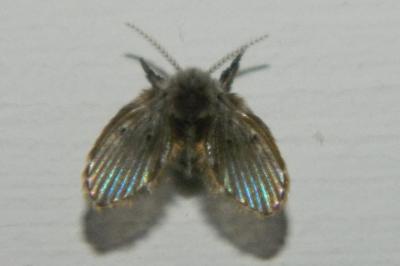 <i>Clogmia albipunctata</i>
