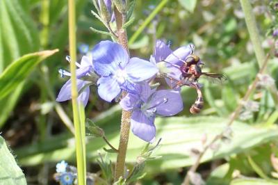 <i>Physocephala vittata</i>