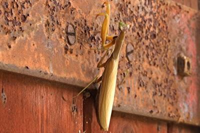 Mantis religiosa