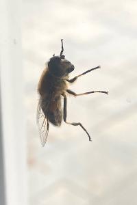 <i>Eristalis</i>