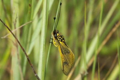 <i>Libelloides longicornis</i>