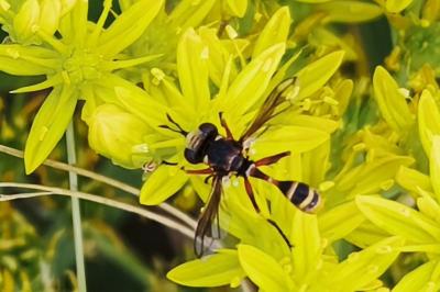 <i>Physocephala vittata</i>