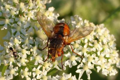 <i>Tachina fera</i>