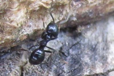 Lasius fuliginosus
