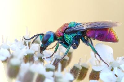<i>Holopyga chrysonota</i>