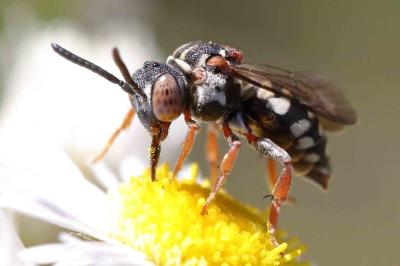 <i>Epeolus variegatus</i>