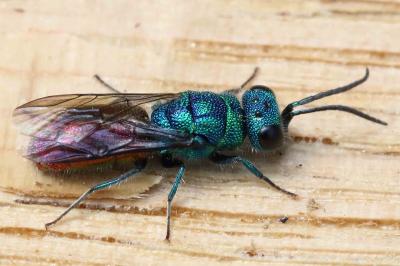 <i>Chrysis ignita</i>