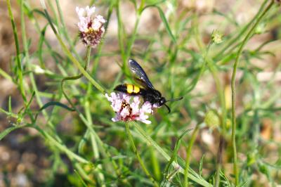 <i>Scolia hirta</i>
