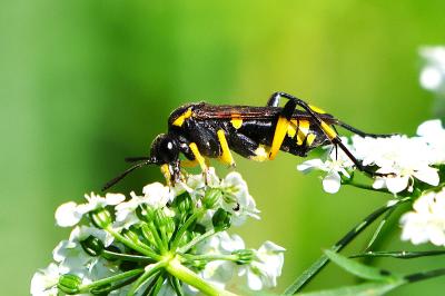 <i>Macrophya montana</i>