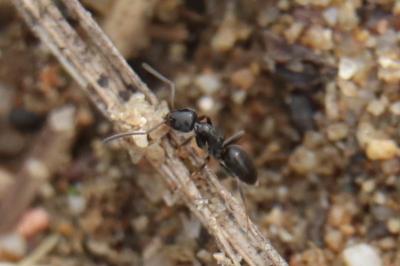<i>Tapinoma erraticum</i>