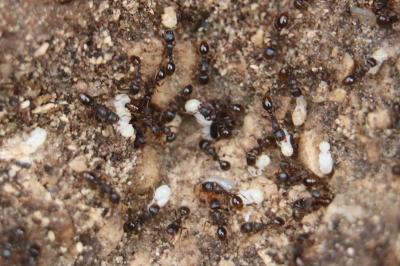 <i>Tetramorium</i>