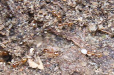 <i>Solenopsis fugax</i>