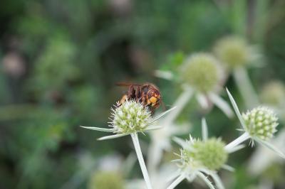<i>Vespa crabro</i>