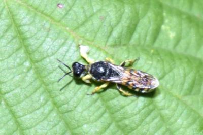 <i>Lestica clypeata</i>