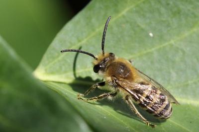 <i>Colletes hederae</i>