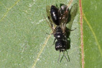 <i>Pemphredon lugubris</i>
