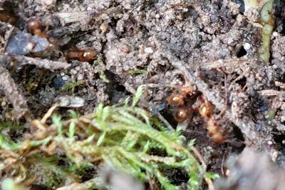 <i>Lasius flavus</i>