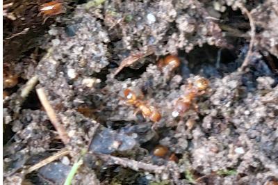 <i>Lasius flavus</i>