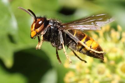 <i>Vespa velutina</i>