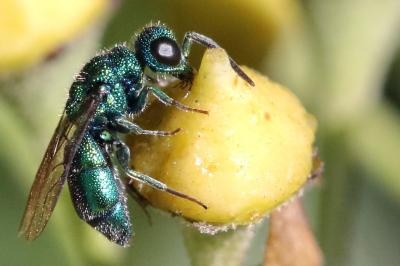 <i>Trichrysis cyanea</i>