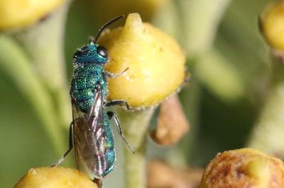 <i>Trichrysis cyanea</i>