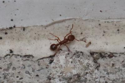 <i>Myrmica specioides</i>