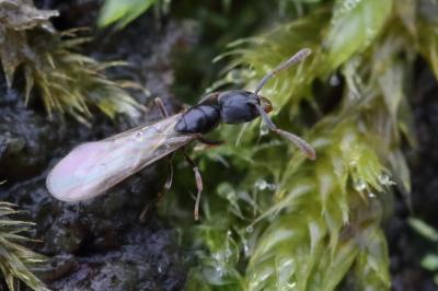 <i>Hypoponera eduardi</i>