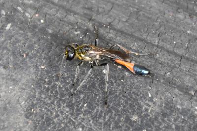 <i>Ammophila sabulosa</i>